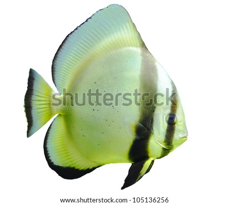 Fish on a white background.