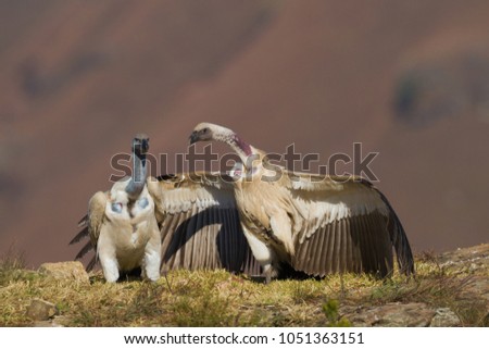 A cape griffon vulture displays his dominance over another vulture by spreading its wings to displays its size and strength at Giants Castle in the Ukhahlamba Drakensberg Park, South Africa. Royalty-Free Stock Photo #1051363151