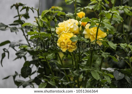 roses - a bush of beautiful buds of roses

