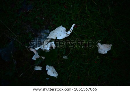 White bones of a moose with marrow lying in moss, rocks and cranberries and tundra in Northern bay sands, Newfoundland and Labrador - dark photos, leaves, shrubs and moss