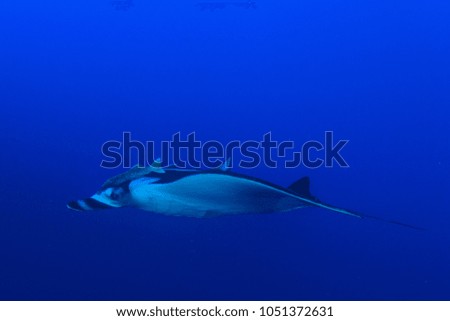 Oceanic Manta Ray (Manta Birostris)