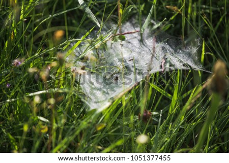 Spider sits on web. Closeup macro view of beautiful fresh wild grass and spider web in bright sunlight. Colorful natural background. Horizontal color photography.