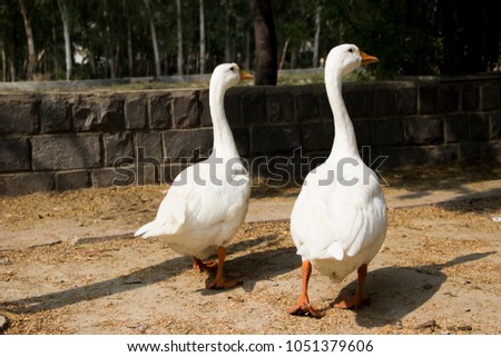 closeup white ducks