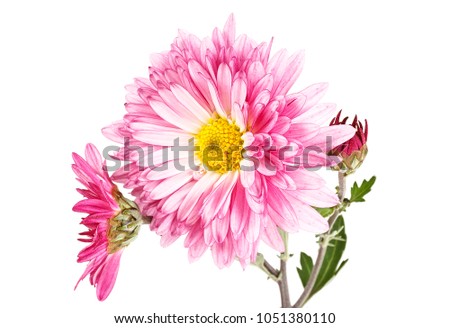 Chrysanthemum flowers on stem, white background