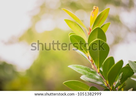 Green leaves with light orange background blurred.