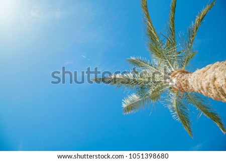 palm tree against the sky