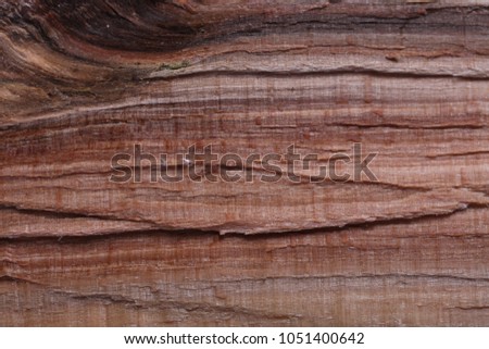Background wood tree