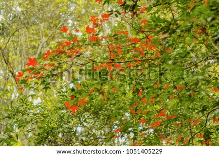 Colorful vivid of many red Maple leaf on the branches with green nature blurred background, Tham Yai Waterfall, Phu Kradueng National Park, Loei, Thailand.