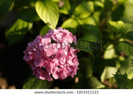 Pink hortensia flower in hard light close
