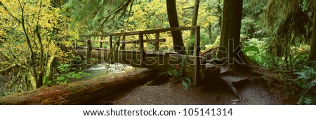 Wooden Bridge In The Hoh Rainforest, Olympic National Park, Washington