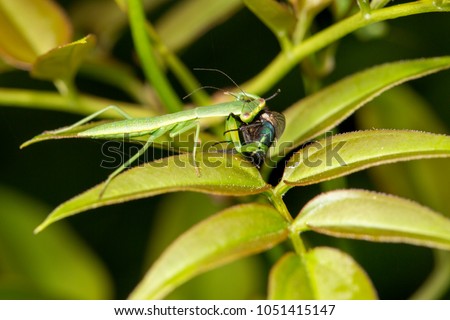 A young extremely rare and threatened New Zealand Mantis (Orthodera novaezealandiae), feeding on a bluebottle fly, caught on the end of a jasmine plant in Rotorua, New Zealand.