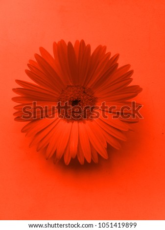 Gerbera flower. Close-up photo in red color. Pop art style 