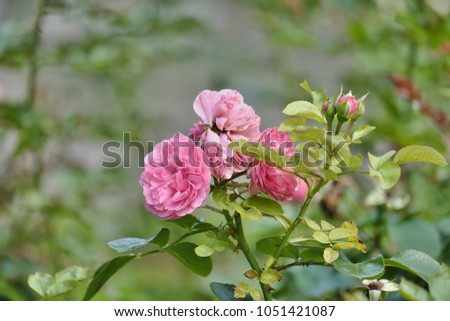 The rose tree on blurred background
