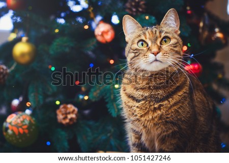 funny cat at home sitting at home Beautiful Christmas background with a new year daccor, Christmas tree with embellishments. Christmas card with a Christmas. Royalty-Free Stock Photo #1051427246