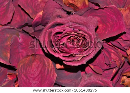 Dark red dried rose flower on dry fragrant petals soft background - raw materials for perfumery, cosmetology, spa and concept of pleasant nostalgic memories or lost love
