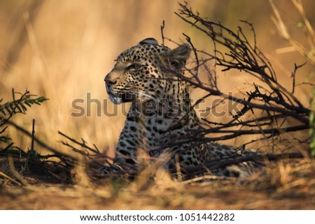 An African leopardess lies hidden in the African bush in ambush of possible prey that may pass her way in golden last light of the day in the Pilanesberg National Park, South Africa. Royalty-Free Stock Photo #1051442282