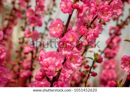 Sakura, cherry blossom, cherry tree with flowers. Oriental cherry blooming 