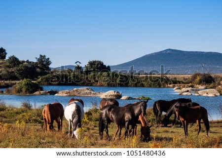 herd of wild horses grazing by the river on a lovely spring day. Pictured are black horses, white horses and brown horses or mares