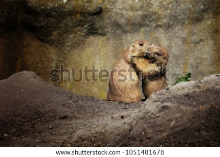 Sweet kissing couple of prairie dogs, love of animals, tenderness