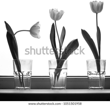 white Tulips in glasses on the window.