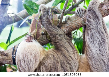 Sloth among tropical tree branches