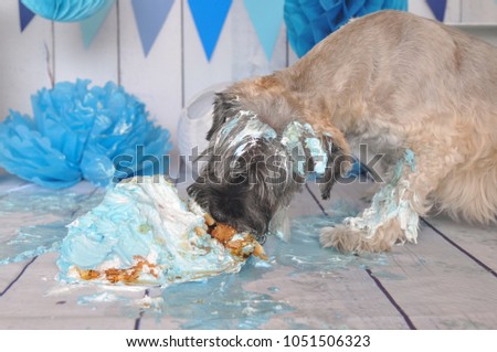 Dog eat and celebrating his birthday with smash cake