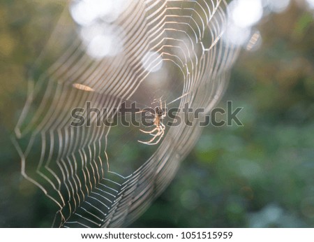 The spider on spiderweb in forest .