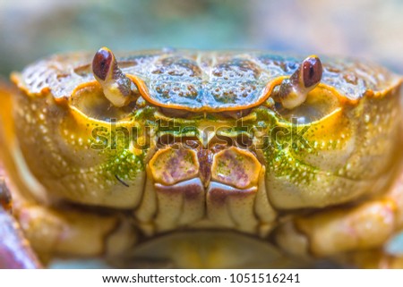 CRAB headshot of European freshwater crab (Potamon fluviatile) on light background