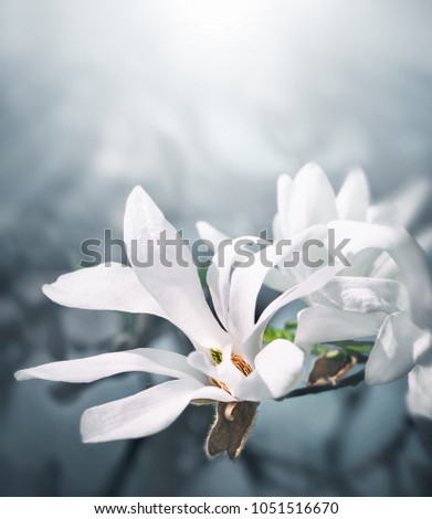 Soft focus image of blossoming magnolia flowers in springtime with sun light. Abstract blurred flowers in high key. Magnolia kobus