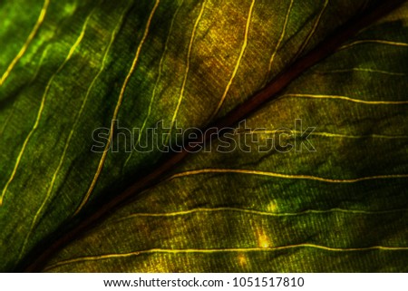 Beautiful leaf color and texture close-up picture