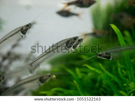 The  asian glass catfish in an aquarium . Royalty-Free Stock Photo #1051522163