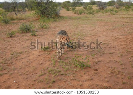 Beautiful cheetah on a green grass. Botswana, South Africa.