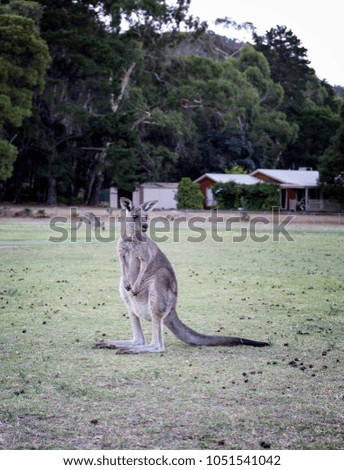Juvenile kangaroo looking around in a park in halls gap Australia.
