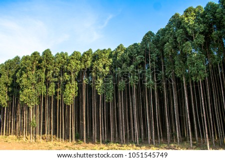 Forest of eucalyptus tree in Sao Paulo state, Brazil Royalty-Free Stock Photo #1051545749