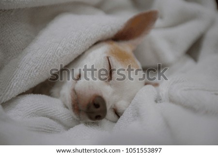 sleepy chihuahua on bed