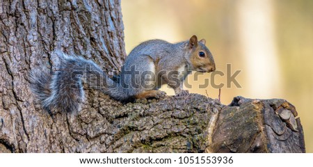 Gray Squirrel in an Oak tree.