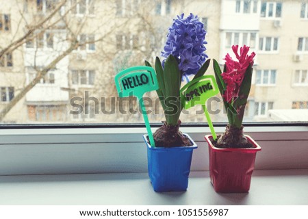 Hyacinths with postcards "Hello Spring" stands near a window.