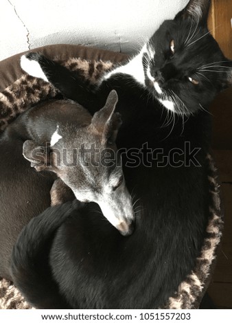 Cat and Dog in Bed
