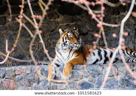 beautiful tiger, spring time