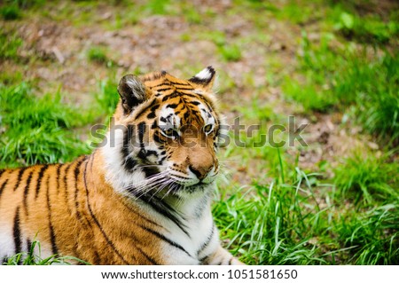 beautiful tiger on the green grass