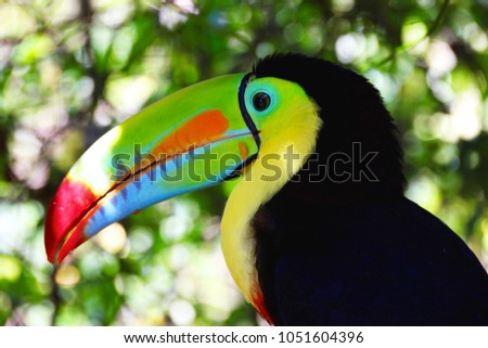 Close up of a toucan