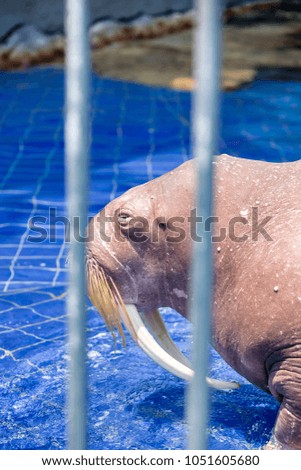 A walrus behind blurred cage selective focus in the zoo with blurred blue pool background.