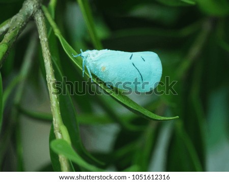 Closeup picture of small insect, small butterfly in the forest.
