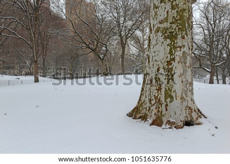 Sycamore tree in Central Park during middle of snowstorm with snow falling in New York City during Noreaster