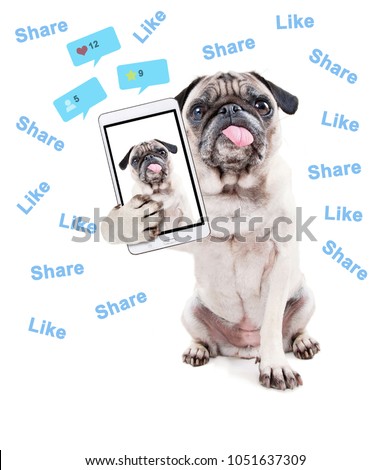 cute pug puppy with her tongue hanging out in the studio isolated on a white background taking a selfie