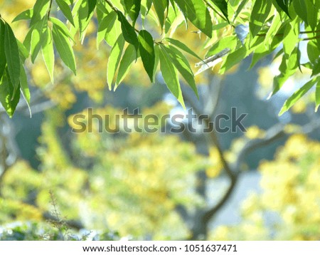 green leaves  during spring season on the sunny day,nature background and copy space for free text
