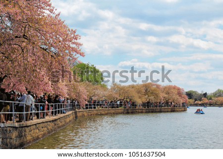 Tidal Basin view during Cherry Blossom Festival in Washington DC, USA.