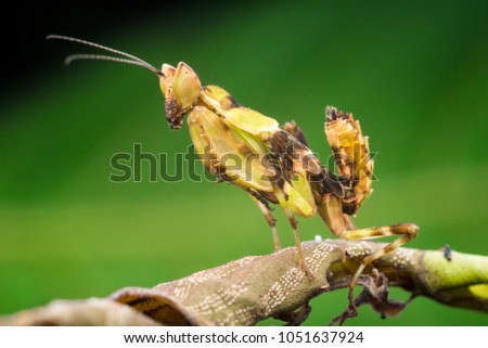 Juvenile mantis was playing alone
