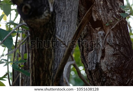 Mother and child owl in wood hole