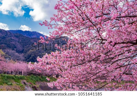 Beautiful cherry blossoms in Kawazu town
